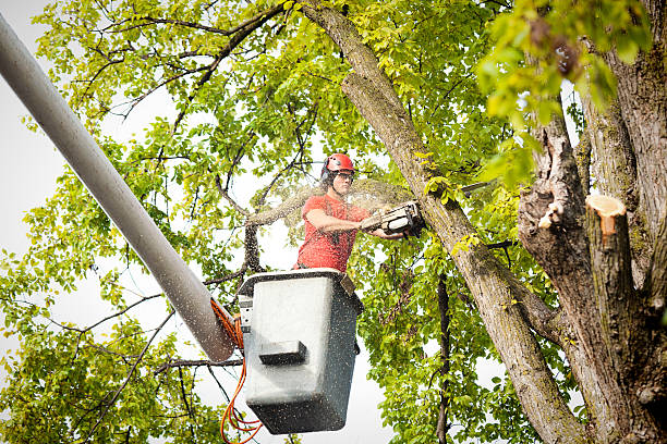 The Steps Involved in Our Tree Care Process in K I Sawyer, MI